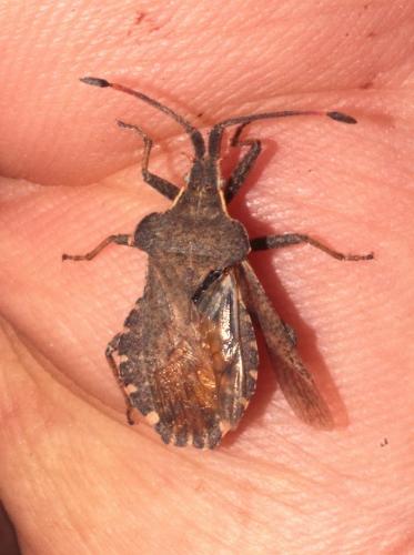 Réf. 244 857 : Enoplops bos